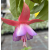 Fuchsie Jollies Odeon