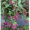 Zulu Queen Fuchsie