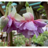 Paul und Carole Fuchsie (Fuchsie)