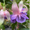 Peking (Fuchsie)