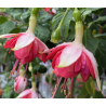 Mien Boer Fuchsie (Fuchsie)