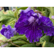 Streptocarphus- Tořivka, modá s krajk.květem