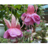 Corrie Barten Fuchsie (Fuchsie)