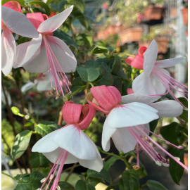 Libelle Fuchsie