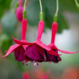 Aalster Glorie (Fuchsie)