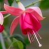 Formosissima (Fuchsie)