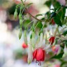 Zellertal Fuchsie