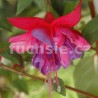 Philipp Fuchsie