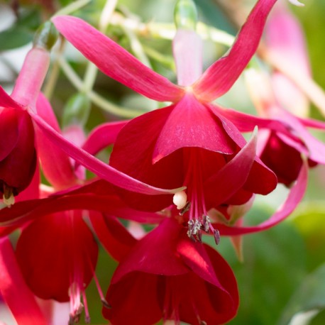 Red Bells Fuchsie