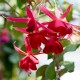 Red Bells Fuchsie