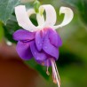 Fuchsie Jollies Trailing Florac