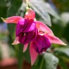 Irene van Zoeren Fuchsie