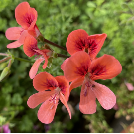 Orange Pelargónie