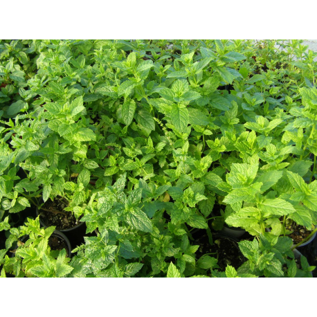 Máta Marocká (Mentha spicata, Marokko)