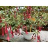 Scarlet Jester (Fuchsie)