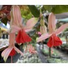 Northilda Fuchsie
