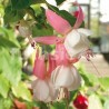 Annabel Stubbs Fuchsie