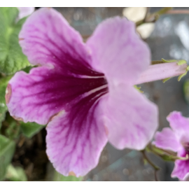 Streptocarpus- Tořivka, lila s tmavo fialovým okem