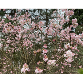 Viburnum Bodn. Dawn (Kalina)