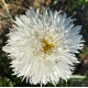 Leucanthemum Luna Kopretina žlutá