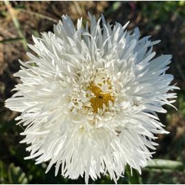 Leucanthemum Luna Kopretina žlutá