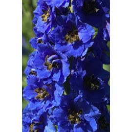 Ostrožka modrá (Delphinium Cultorum)