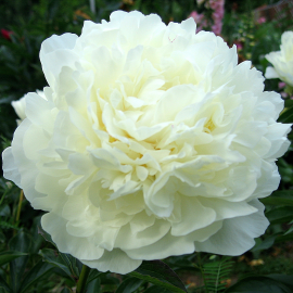 Paeonia 'Gardenia'- Pivoňka bílá 