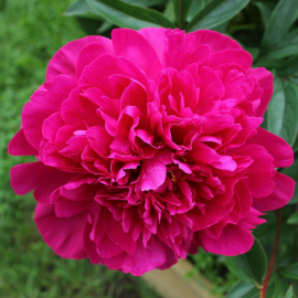 Paeonia Fiona- Pivoňka vínová