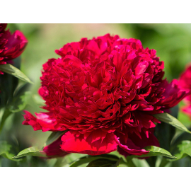 Paeonia 'Red Sarah Bernhardt'- Pivoňka čínská