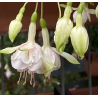 Köhler,s Schneeweischen Fuchsie (Fuchsie)