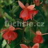 Braamt,s Glorie Fuchsie (Šl. H.Buiting.NL, 1998)