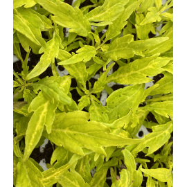 Africká kopřiva, Coleus- Salsa  Verde