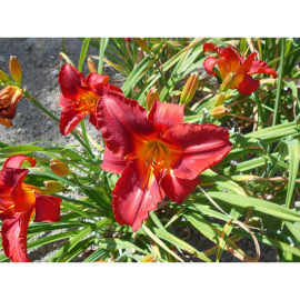 Hemerocallis - Denivka Amadeus