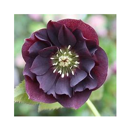 Helleborus, čemeřice- Pretty Ellen Purpple