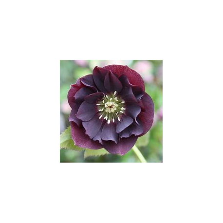 Helleborus, čemeřice- Pretty Ellen Purpple