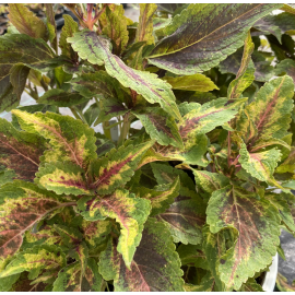 Coleus- Africká kopřiva Copa camba