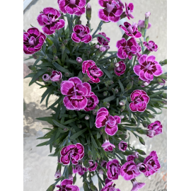 Hvozdík skalkový Dianthus delt.