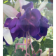 Deep Purple Fuchsie (Fuchsie)