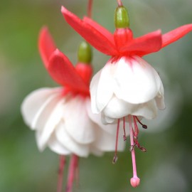 White Eyes Fuchsie