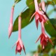 Elfride Ott Fuchsie