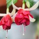 Veenlust Fuchsie