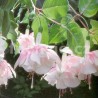 Devonshire Dumpling Fuchsie