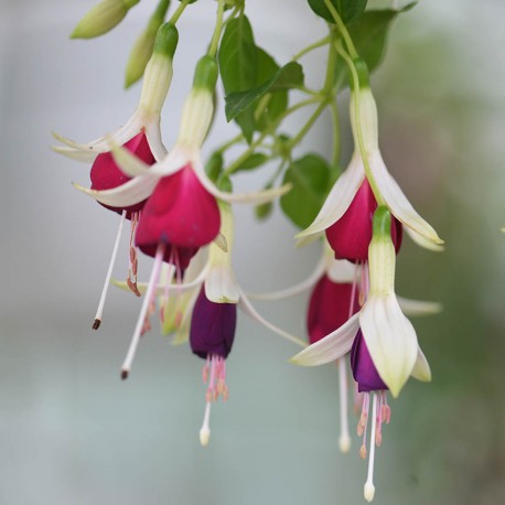 Hermiena Fuchsie