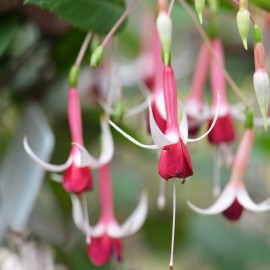 Checkerboard Fuchsie (Walker-Jones USA 1948)