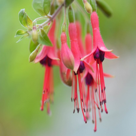 Browilobis Fuchsie