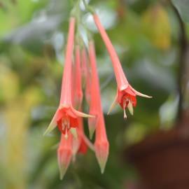 Göttingen Fuchsie