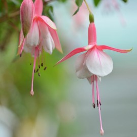 Patio Princess Fuchsie (Sinton  GB  1988)