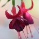 Amazing Grace Fuchsie ( Fuchsie)