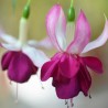 Liberec Fuchsie