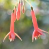 Brian de Morison Fuchsie